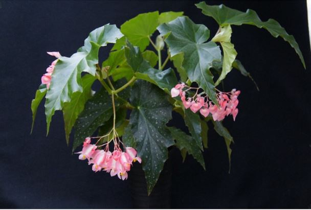 B. ‘Mary's Surprise’